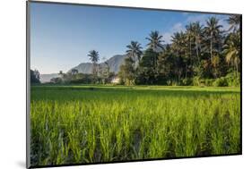 Padi Field in Lake Toba, Sumatra, Indonesia, Southeast Asia-John Alexander-Mounted Photographic Print