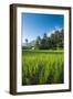 Padi Field in Lake Toba, Sumatra, Indonesia, Southeast Asia-John Alexander-Framed Photographic Print