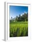 Padi Field in Lake Toba, Sumatra, Indonesia, Southeast Asia-John Alexander-Framed Photographic Print