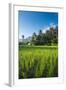 Padi Field in Lake Toba, Sumatra, Indonesia, Southeast Asia-John Alexander-Framed Photographic Print