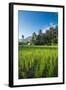 Padi Field in Lake Toba, Sumatra, Indonesia, Southeast Asia-John Alexander-Framed Photographic Print