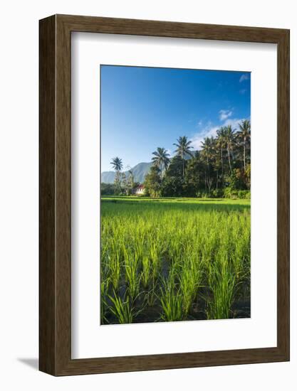 Padi Field in Lake Toba, Sumatra, Indonesia, Southeast Asia-John Alexander-Framed Photographic Print