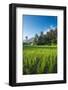 Padi Field in Lake Toba, Sumatra, Indonesia, Southeast Asia-John Alexander-Framed Photographic Print