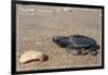 Padre Island National Seashore - Kemp's Ridley Sea Turtle-Lantern Press-Framed Premium Giclee Print