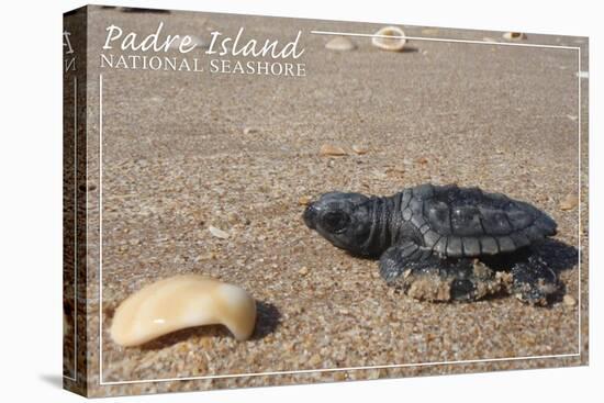 Padre Island National Seashore - Kemp's Ridley Sea Turtle-Lantern Press-Stretched Canvas