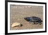 Padre Island National Seashore - Kemp's Ridley Sea Turtle-Lantern Press-Framed Art Print