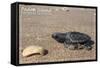 Padre Island National Seashore - Kemp's Ridley Sea Turtle-Lantern Press-Framed Stretched Canvas