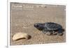 Padre Island National Seashore - Kemp's Ridley Sea Turtle-Lantern Press-Framed Art Print