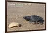 Padre Island National Seashore - Kemp's Ridley Sea Turtle-Lantern Press-Framed Art Print