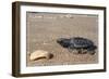 Padre Island National Seashore - Kemp's Ridley Sea Turtle-Lantern Press-Framed Art Print