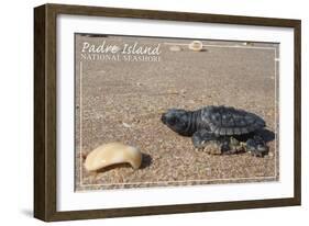 Padre Island National Seashore - Kemp's Ridley Sea Turtle-Lantern Press-Framed Art Print