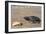 Padre Island National Seashore - Kemp's Ridley Sea Turtle-Lantern Press-Framed Art Print