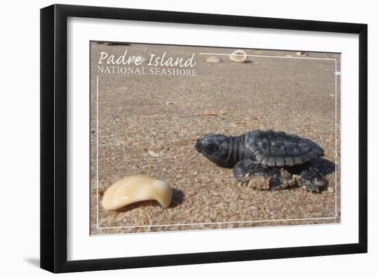 Padre Island National Seashore - Kemp's Ridley Sea Turtle-Lantern Press-Framed Art Print