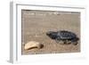 Padre Island National Seashore - Kemp's Ridley Sea Turtle-Lantern Press-Framed Art Print