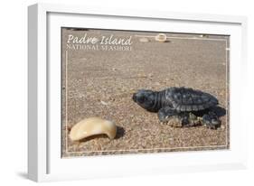 Padre Island National Seashore - Kemp's Ridley Sea Turtle-Lantern Press-Framed Art Print