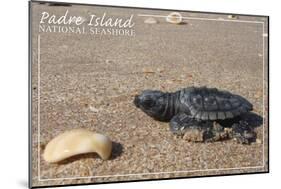 Padre Island National Seashore - Kemp's Ridley Sea Turtle-Lantern Press-Mounted Art Print