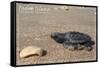 Padre Island National Seashore - Kemp's Ridley Sea Turtle-Lantern Press-Framed Stretched Canvas
