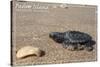 Padre Island National Seashore - Kemp's Ridley Sea Turtle-Lantern Press-Stretched Canvas