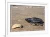 Padre Island National Seashore - Kemp's Ridley Sea Turtle-Lantern Press-Framed Premium Giclee Print