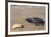 Padre Island National Seashore - Kemp's Ridley Sea Turtle-Lantern Press-Framed Premium Giclee Print
