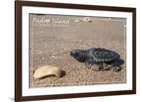 Padre Island National Seashore - Kemp's Ridley Sea Turtle-Lantern Press-Framed Premium Giclee Print