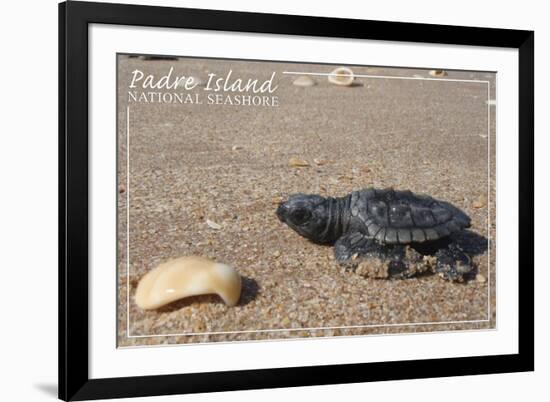 Padre Island National Seashore - Kemp's Ridley Sea Turtle-Lantern Press-Framed Premium Giclee Print