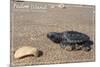 Padre Island National Seashore - Kemp's Ridley Sea Turtle-Lantern Press-Mounted Premium Giclee Print