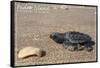 Padre Island National Seashore - Kemp's Ridley Sea Turtle-Lantern Press-Framed Stretched Canvas