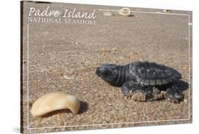 Padre Island National Seashore - Kemp's Ridley Sea Turtle-Lantern Press-Stretched Canvas