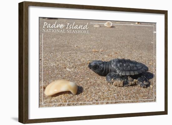 Padre Island National Seashore - Kemp's Ridley Sea Turtle-Lantern Press-Framed Art Print