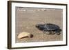 Padre Island National Seashore - Kemp's Ridley Sea Turtle-Lantern Press-Framed Art Print