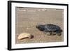 Padre Island National Seashore - Kemp's Ridley Sea Turtle-Lantern Press-Framed Art Print