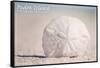 Padre Island National Seashore - Sand Dollar-Lantern Press-Framed Stretched Canvas