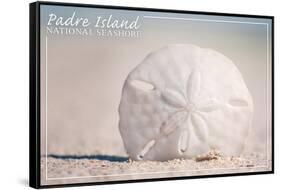 Padre Island National Seashore - Sand Dollar-Lantern Press-Framed Stretched Canvas