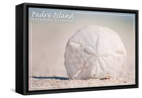 Padre Island National Seashore - Sand Dollar-Lantern Press-Framed Stretched Canvas