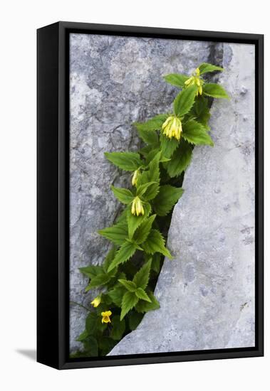 (Paederota Lutea) Growing in Crack in Rock, Triglav National Park, Slovenia, July 2009-Zupanc-Framed Stretched Canvas