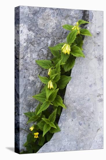 (Paederota Lutea) Growing in Crack in Rock, Triglav National Park, Slovenia, July 2009-Zupanc-Stretched Canvas