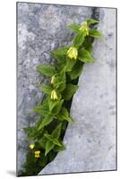 (Paederota Lutea) Growing in Crack in Rock, Triglav National Park, Slovenia, July 2009-Zupanc-Mounted Premium Photographic Print