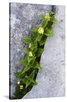 (Paederota Lutea) Growing in Crack in Rock, Triglav National Park, Slovenia, July 2009-Zupanc-Stretched Canvas