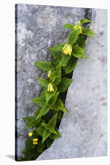 (Paederota Lutea) Growing in Crack in Rock, Triglav National Park, Slovenia, July 2009-Zupanc-Stretched Canvas