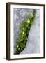 (Paederota Lutea) Growing in Crack in Rock, Triglav National Park, Slovenia, July 2009-Zupanc-Framed Photographic Print