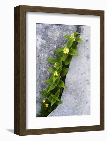 (Paederota Lutea) Growing in Crack in Rock, Triglav National Park, Slovenia, July 2009-Zupanc-Framed Photographic Print