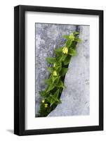 (Paederota Lutea) Growing in Crack in Rock, Triglav National Park, Slovenia, July 2009-Zupanc-Framed Photographic Print