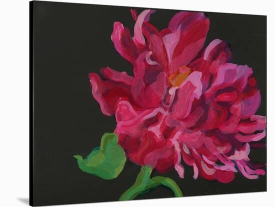 Paeonia 1-Deborah Barton-Stretched Canvas