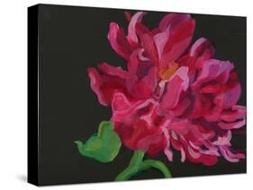 Paeonia 1-Deborah Barton-Stretched Canvas