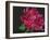 Paeonia 1-Deborah Barton-Framed Giclee Print