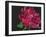 Paeonia 1-Deborah Barton-Framed Giclee Print