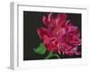 Paeonia 1-Deborah Barton-Framed Giclee Print