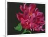 Paeonia 1-Deborah Barton-Framed Giclee Print