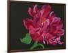 Paeonia 1-Deborah Barton-Framed Giclee Print